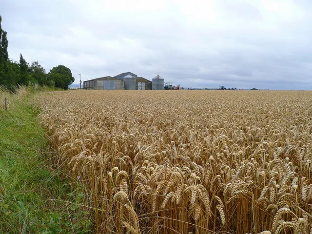 Know Your Farmer, Know Your Flour: Oakland Bakers Are Rewriting the Grain Supply Chain